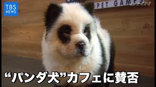 パンダ犬カフェに賛否【Nスタ545】