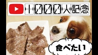 キャバリア犬に国産牛を焼いてあげたよ【チャンネル登録者数1000人記念】