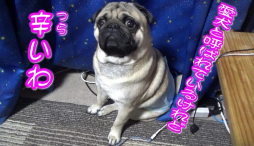 夫婦仲が悪い飼い主に飼われた犬は、こうなります。うちのパグ『おまめ日記』　Pug Comedy Videos From Japan