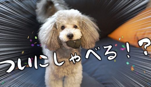 🐶おもちゃの声を借りた犬【トイプードルのグリィ】【犬】【dog】【toy poodle】