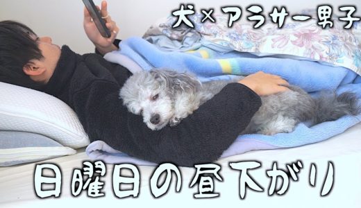 🐶犬とアラサー男子の日曜日の昼下がり。【トイプードルのグリィ】【犬】【dog】【toy poodle】