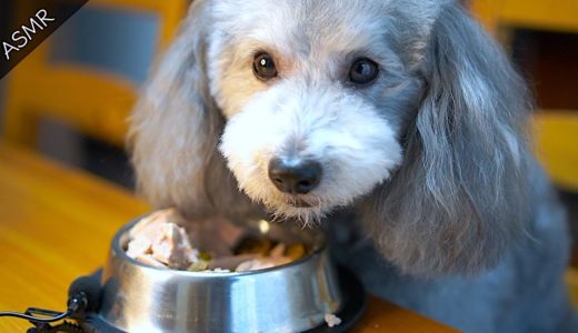 🐶【ASMR】うちの犬と一緒にご飯を食べませんか？第二弾「ブッチを食べる」【トイプードルのグリィ】【犬】【dog】【toy poodle】