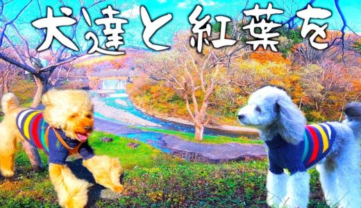 🐶犬達と紅葉を狩りたい。【トイプードルのグリィ】【犬】【dog】【toy poodle】