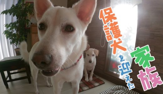 ビクビクしてる保護犬を迎えた家族