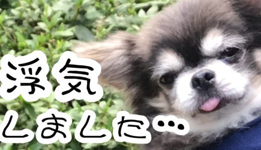 オスチワワの本性が…露わに…【犬】