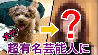 【Twiiterで話題】そっくり診断をパパ・ママ・犬でやったらすごい人が出たw【トイプードル】