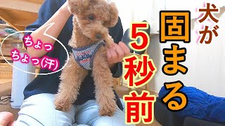 犬に首輪じゃなくてハーネスをつけたら全然動かなくなったｗ【トイプードル】