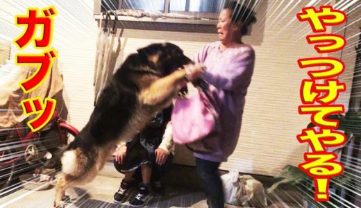 大型犬とバトル・やっぱり力強いよシェパード犬・I like playing with the dog.