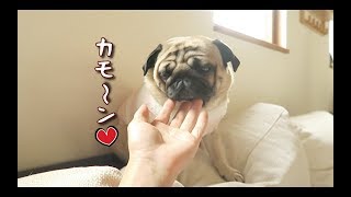 「女」に磨きがかかってきたパグ犬ぷぅ Pug