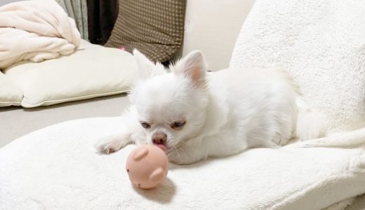 ボールの遊び方がとってもゆるくて可愛い犬！癒し犬チワワのコハク