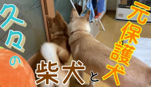 元保護犬と柴犬に囲まれながらのBirthday party