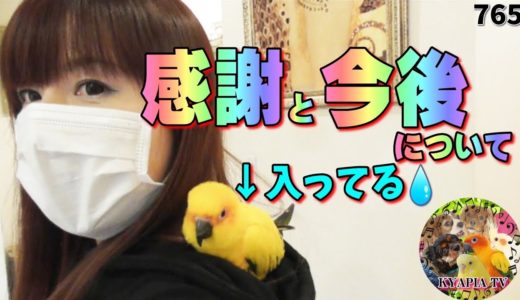 いつも本当にありがとうございます・感謝です❤コガネメキシコインコ｜犬とインコ KYAPIA TV 765