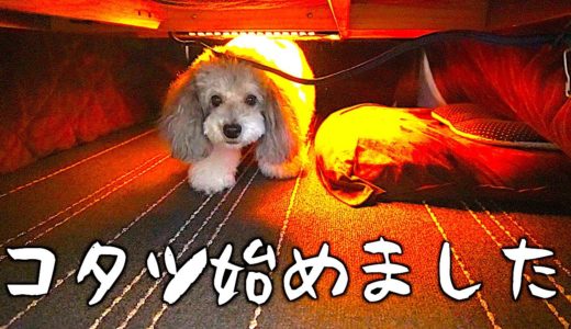 🐶犬もコタツが大好き？模様替えとコタツを出す動画。【トイプードルのグリィ】【犬】【dog】【toy poodle】