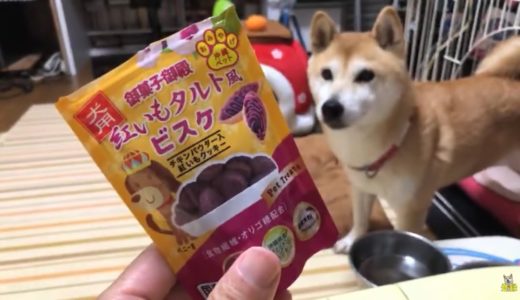 柴犬小春　夜食が美味しいのは犬もいっしょ