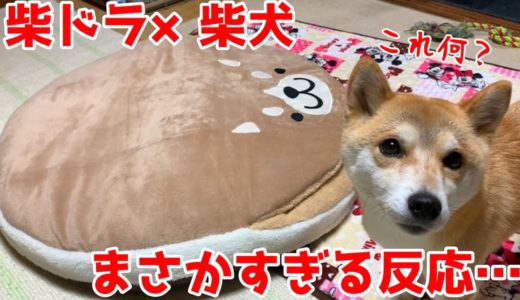 犬をダメにする柴ドラクッションに対する柴犬の反応がまさかだった shiba inu