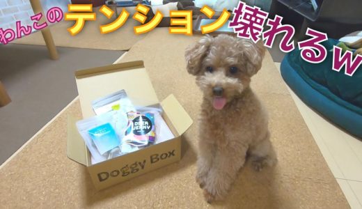 パパと犬のモーニングルーティーンにドギーボックスを加えたらすごいことになったw【トイプードル】