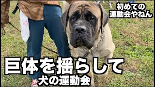 【犬イベント】ゴヘイちゃんと犬の運動会【集いの郷運動会2019秋】