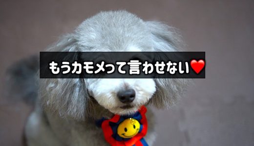 🐶犬、トリミングへ行く。カモメまゆげにさようなら。【トイプードルのグリィ】【犬】【dog】【toy poodle】