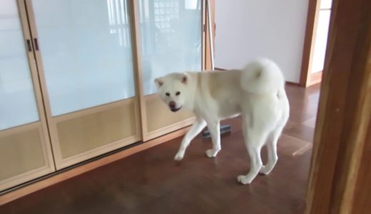 【秋田犬ゆうき】初めて目にするものは得体が知れないので怖い【akita dog】