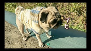 鳴き声？がどんどんブタ化するパグ犬ぷぅ Pug