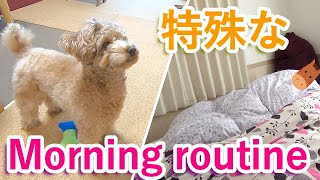 【閲覧注意】パパと犬の最近のモーニングルーティーンが特殊すぎて笑ったw【トイプードル】