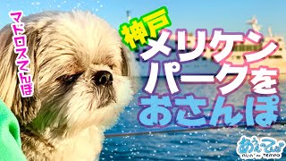 【神戸】メリケンパークをお散歩するぞ シーズー犬てんぽ