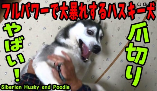 爪切りで大暴れしていくハスキー犬とトイプードル Husky and Poodle