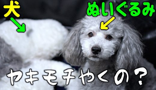 🐶犬とぬいぐるみを間違えて可愛がったら犬はヤキモチ妬くのかな？【トイプードルのグリィ】【犬】【dog】【toy poodle】