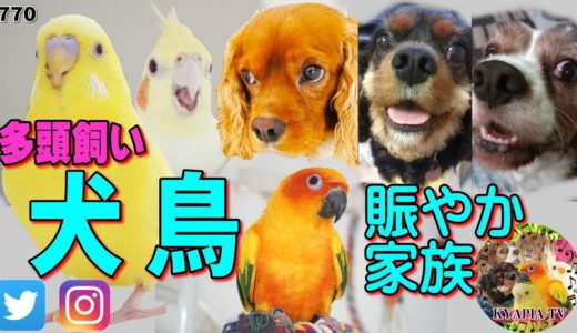 犬と鳥❤多頭飼いのペットチャンネル・賑やか家族で皆様が少しでも笑顔になってくれますように❤