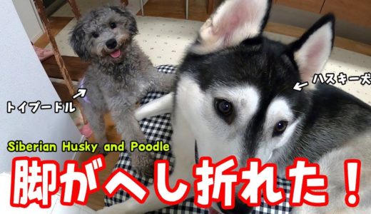 困った！脚がへし折れてしまった！ハスキー犬とトイプードル Husky and Poodle