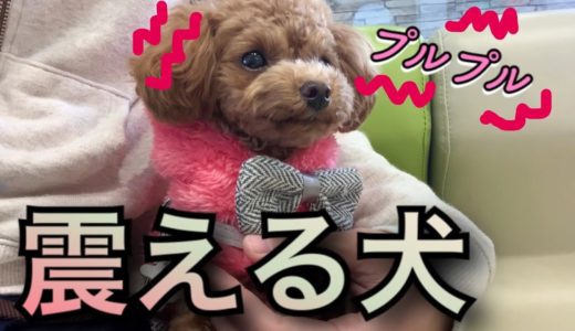 病院に行くと震えが止まらない犬。ワクチンアレルギーの対策について【トイプードルのコロン】