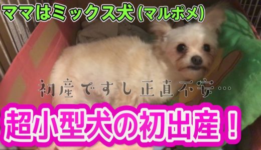 【ミックス犬】超小型犬の出産①予想外の仔犬が産まれた…【マルポメ】