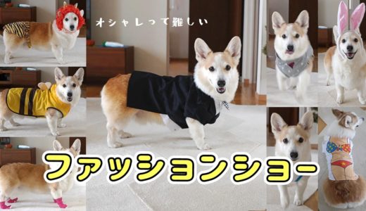 【コーギー犬のファッションショー】靴下を履いた歩き方が異常！