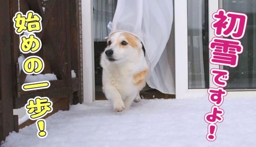 【初雪】犬は喜び庭駆け回るのは本当！【コーギー】