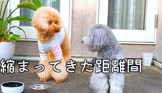 🐶犬二匹とお庭でおやつタイム。少し縮まった距離。【トイプードルのグリィ】【犬】【dog】【toy poodle】