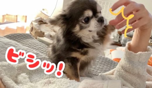 【要求強め】ヘッドマッサージが好きなチワワ【犬】