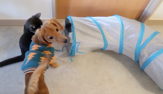 猫と犬がトンネルではしゃぎまくり！