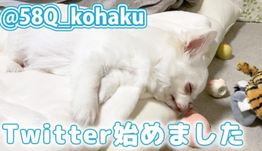 犬のイビキが立派すぎて・ギャップに思わず笑い！リラックスだよチワワのコハク