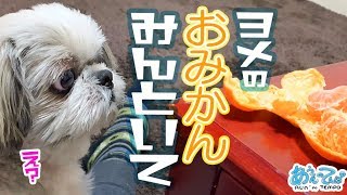 ヨメのおみかんみんといて論争【シーズー犬と嫁】