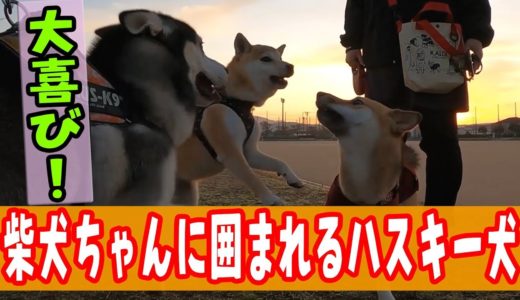 柴犬ちゃんに囲まれて嬉しそうなハスキー犬 Husky and Poodle