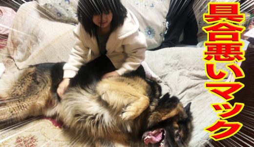 シェパード犬マック具合悪い・孫達心配でお見舞風景not feeling well