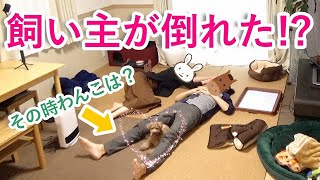 夫婦ふたりで死んだふりをしたときの犬の反応が可愛すぎたw【トイプードル】