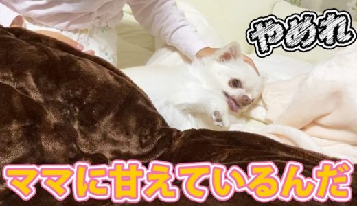 怒り方がまるで赤ちゃん！犬と姉ちゃんとの可愛い姉弟喧嘩　チワワのコハク