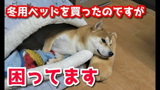 【京の柴犬】困った！犬用ベッドを買ってきたのですが...(笑)　太郎の犬モノガタリ＃１８５