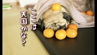 眠い時に大好物に囲まれたら？犬の様子を観察してみる パグ犬ぷぅPug