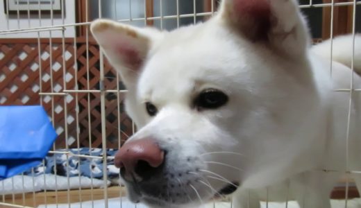 【秋田犬ゆうき】お誕生日にお兄ちゃんと弟くんから手紙が届きました【akita dog】