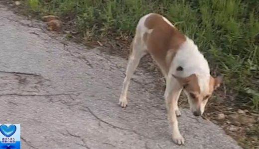 『犬捨て公園』に捨てられた犬。鳴きながら走り寄る姿に胸が締め付けられる【感動】