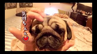 飼い主目線で愛犬を撫でまわすだけの動画 パグ犬ぷぅPug