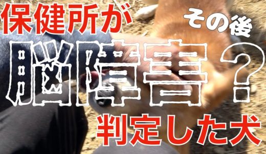 保健所に脳障害と判断された保護犬「鉄くん」里親募集！