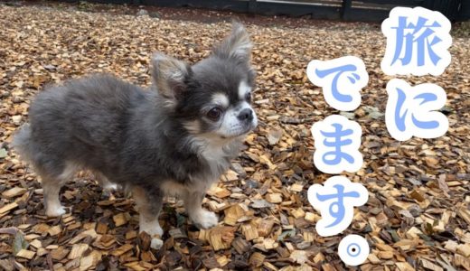 旅にでた…さすらいチワワ【犬】